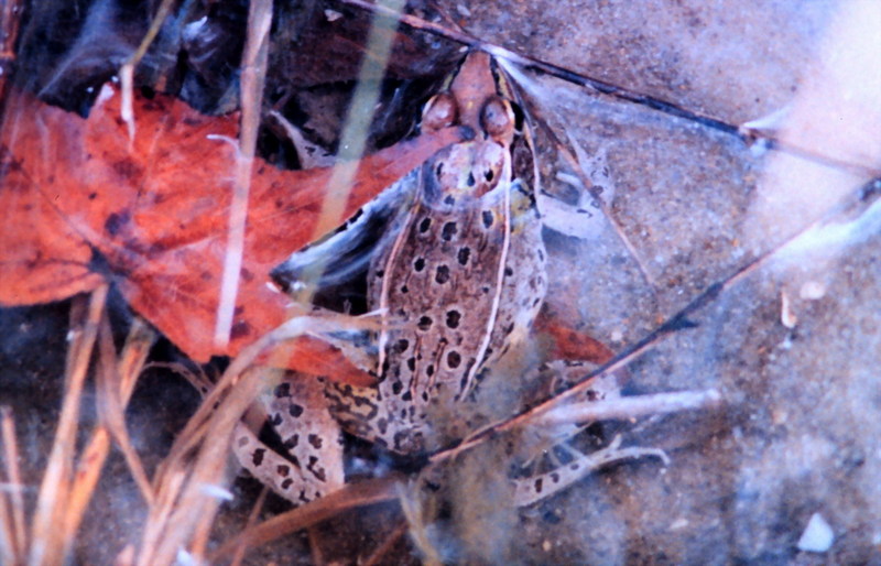 Southern Leopard Frog (Rana sphenocephala) {!--남부표범개구리-->; DISPLAY FULL IMAGE.