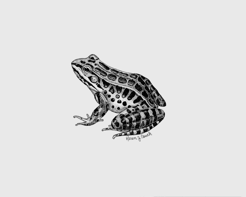 Pickerel Frog (Rana palustris) {!--꼬치개구리(미국)-->; DISPLAY FULL IMAGE.