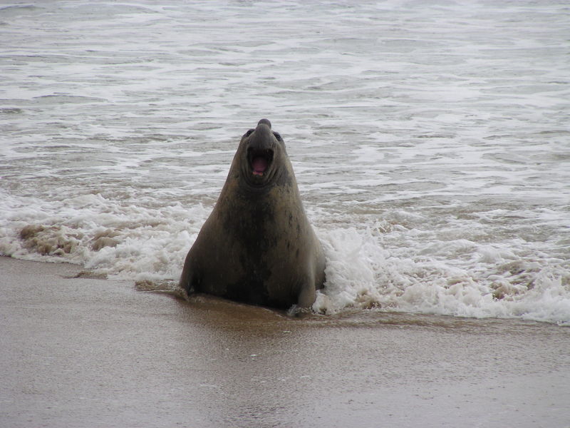 Elephant Seal; DISPLAY FULL IMAGE.