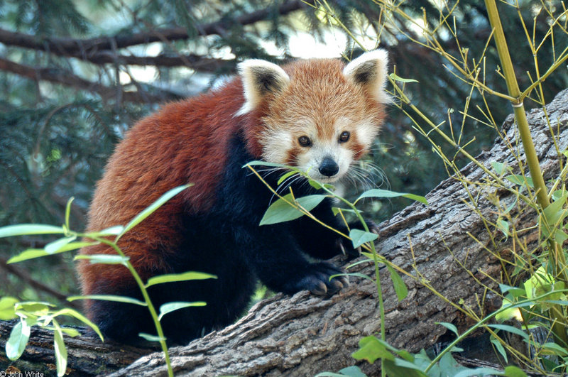 Misc Critters - Red Panda (Ailurus fulgens); DISPLAY FULL IMAGE.