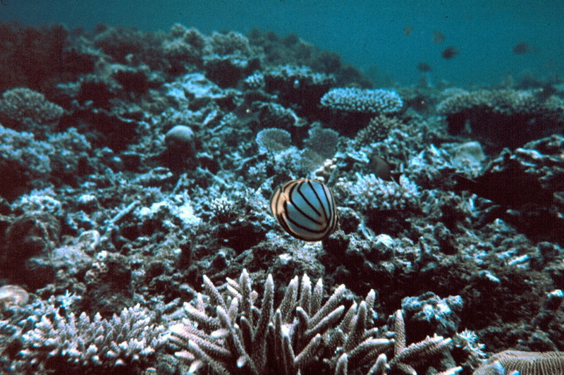Ornate Butterflyfish (Chaetodon ornatissimus) {!--광대나비돔-->; DISPLAY FULL IMAGE.