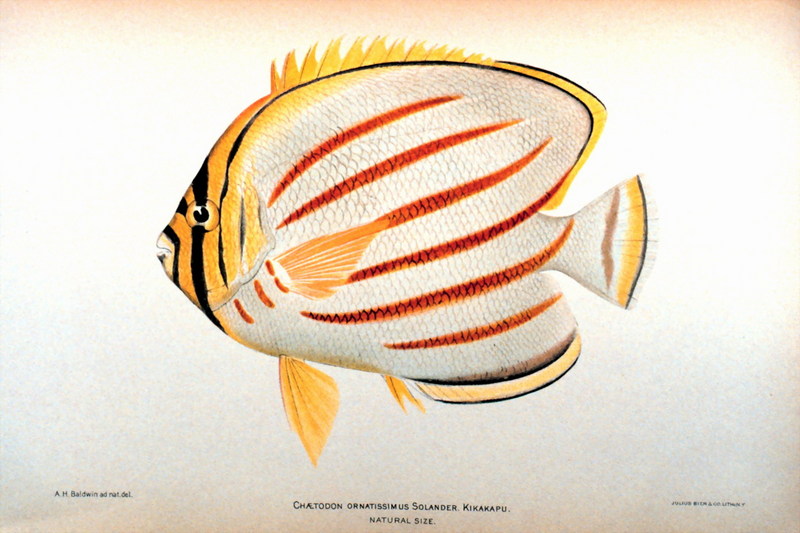 Ornate Butterflyfish (Chaetodon ornatissimus) {!--광대나비돔-->; DISPLAY FULL IMAGE.