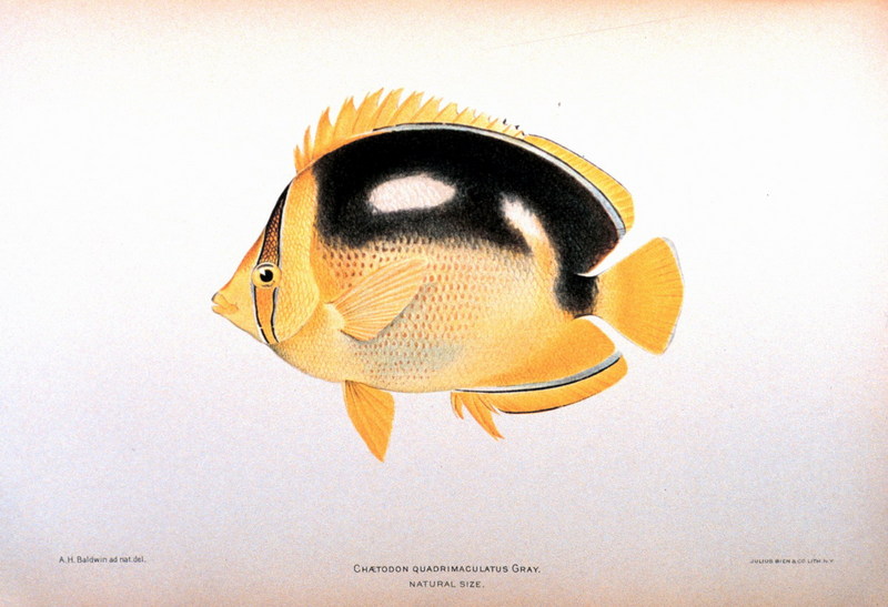 Fourspot Butterflyfish (Chaetodon quadrimaculatus) {!--네점나비돔-->; DISPLAY FULL IMAGE.
