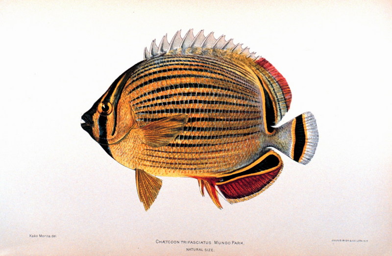 Melon Butterflyfish (Chaetodon trifasciatus) {!--멜론나비돔-->; DISPLAY FULL IMAGE.
