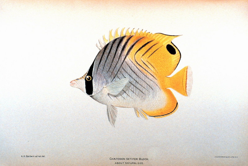 Threadfin Butterflyfish (Chaetodon auriga) {!--가시나비돔(가시나비고기)-->; DISPLAY FULL IMAGE.