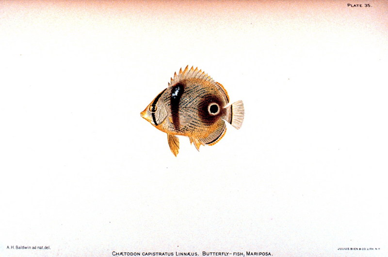 Foureye Butterflyfish (Chaetodon capistratus) {!--네눈나비돔-->; DISPLAY FULL IMAGE.