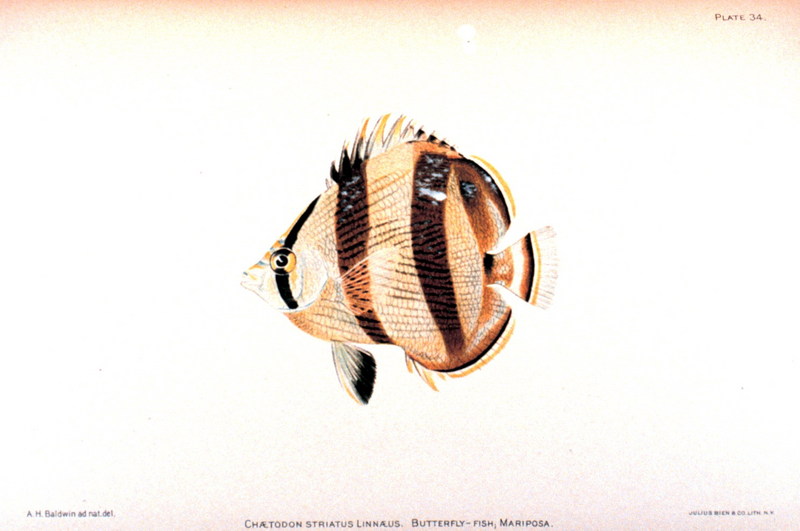 Banded Butterflyfish (Chaetodon striatus) {!--줄무늬나비돔-->; DISPLAY FULL IMAGE.