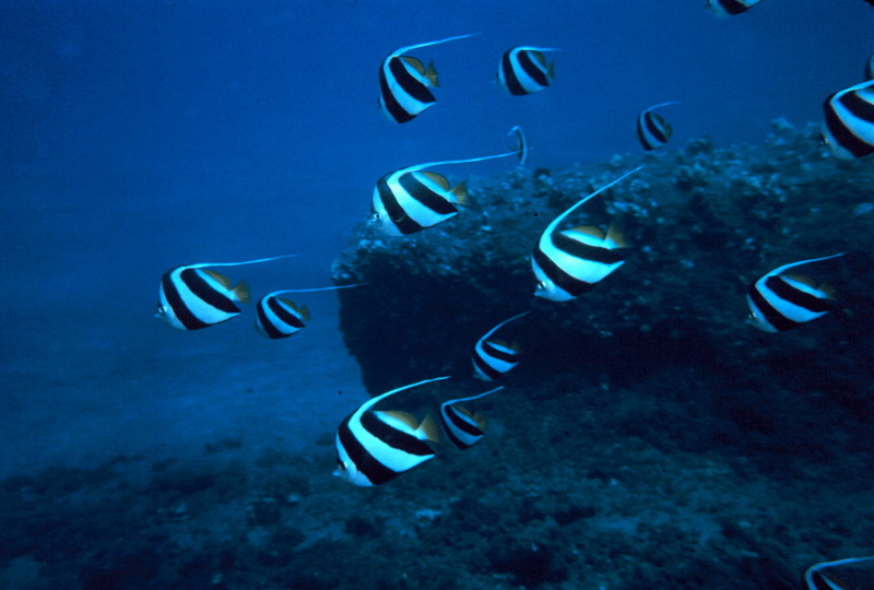 Pennant Coralfish (Heniochus acuminatus) {!--두동가리돔-->; DISPLAY FULL IMAGE.