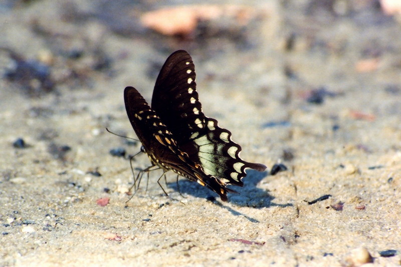 Butterfly; DISPLAY FULL IMAGE.