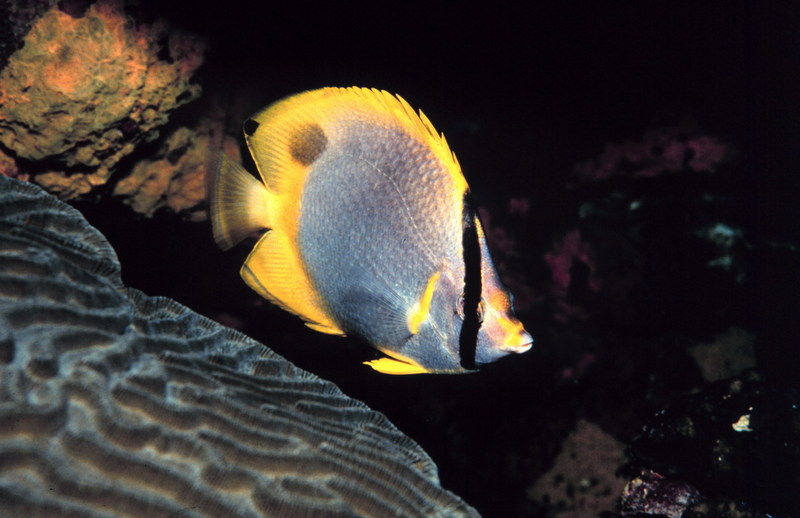 Spotfin Butterflyfish (Chaetodon ocellatus) {!--두점나비돔-->; DISPLAY FULL IMAGE.