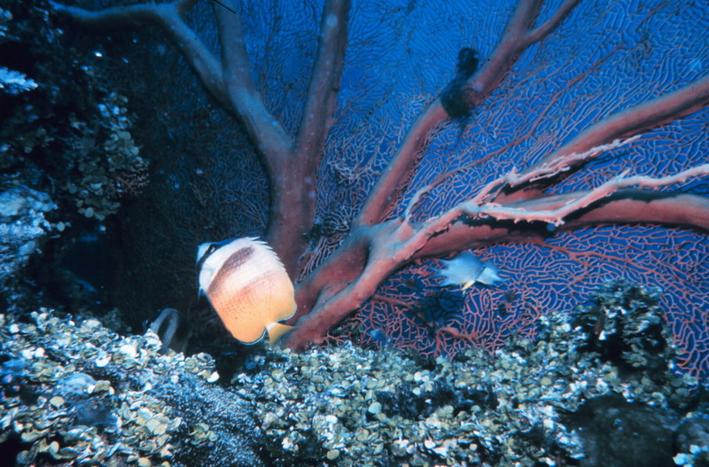 Sunburst Butterflyfish (Chaetodon kleinii) {!--햇살나비돔--> & Sea Fan; DISPLAY FULL IMAGE.