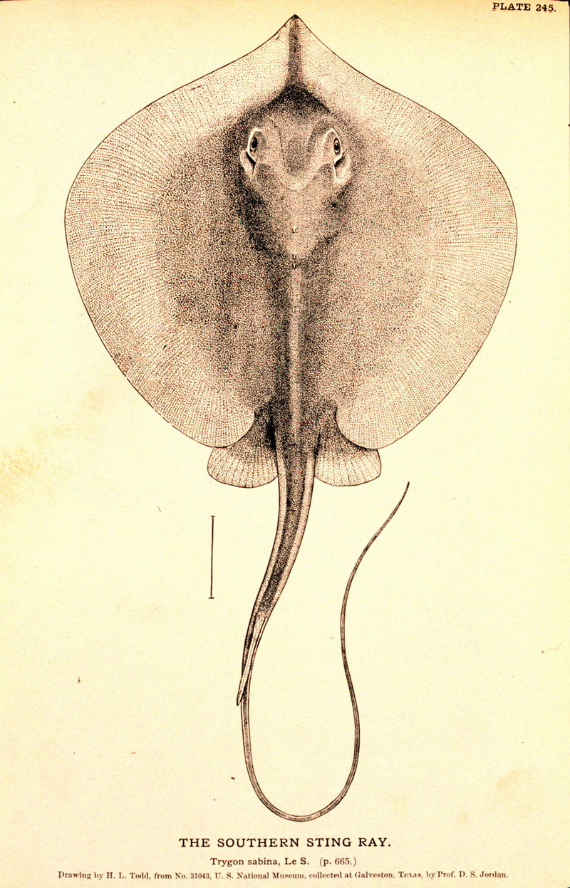 Southern Stingray (Dasyatis americana) {!--미국노랑가오리-->; DISPLAY FULL IMAGE.