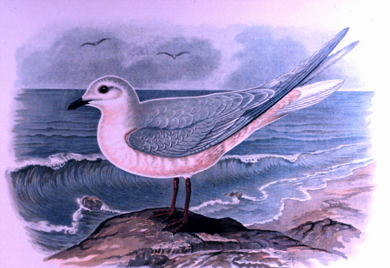 Ross's Gull (Rhodostethia rosea) {!--쇠목테갈매기-->; DISPLAY FULL IMAGE.