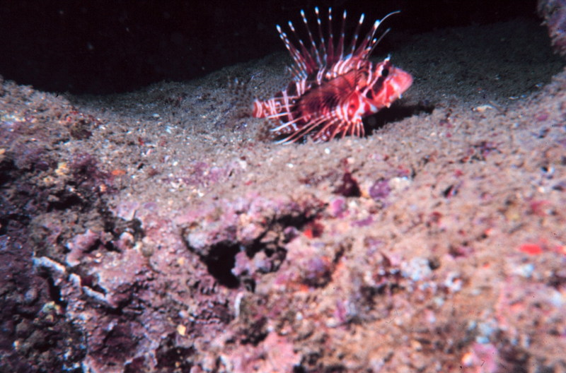 Hawaiian Turkeyfish, Hawaiian Lionfish (Pterois sphex) {!--하와이쏠배감펭-->; DISPLAY FULL IMAGE.