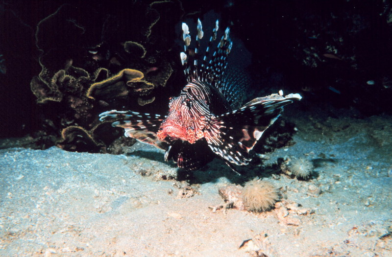 Firefish, Red Lionfish (Pterois volitans) {!--점쏠배감펭-->; DISPLAY FULL IMAGE.