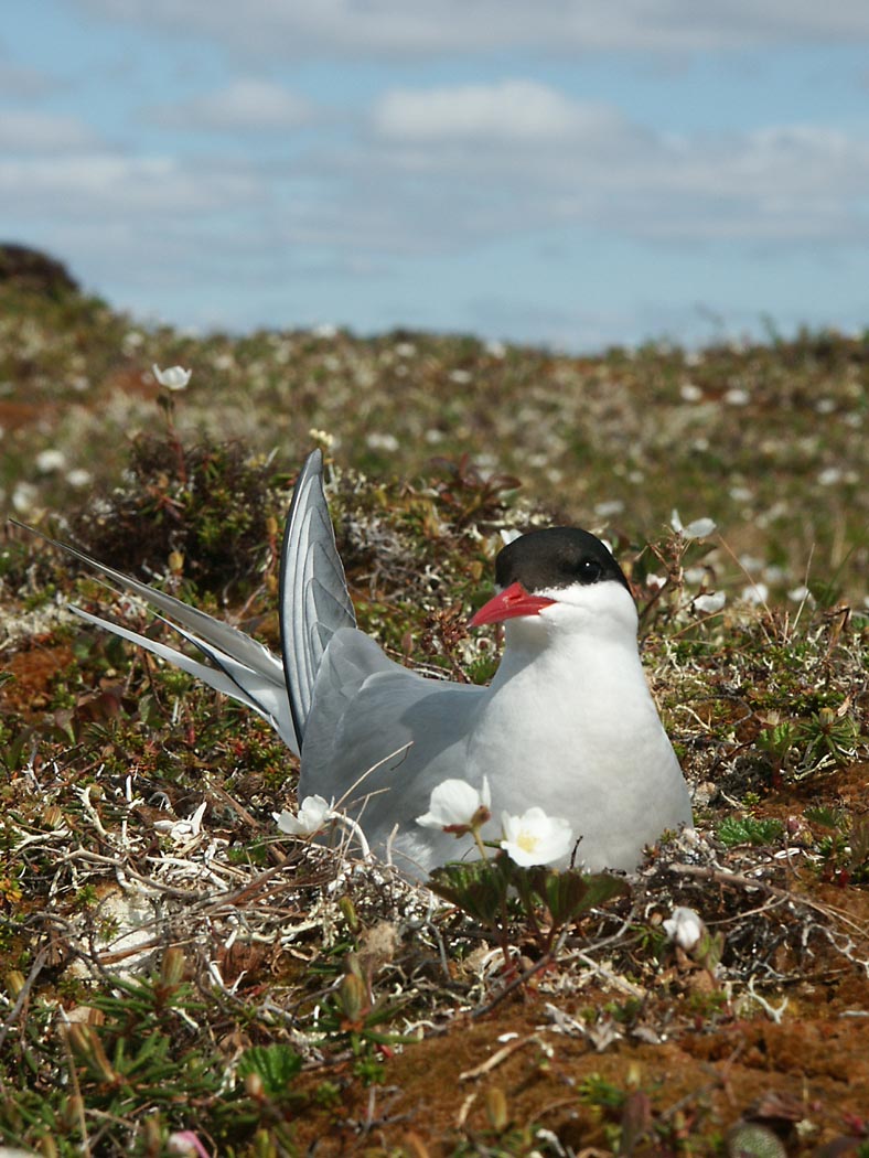 Arctic Tern (Sterna paradisaea) {!--북극제비갈매기-->; DISPLAY FULL IMAGE.