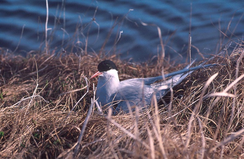 Arctic Tern (Sterna paradisaea) {!--북극제비갈매기-->; DISPLAY FULL IMAGE.