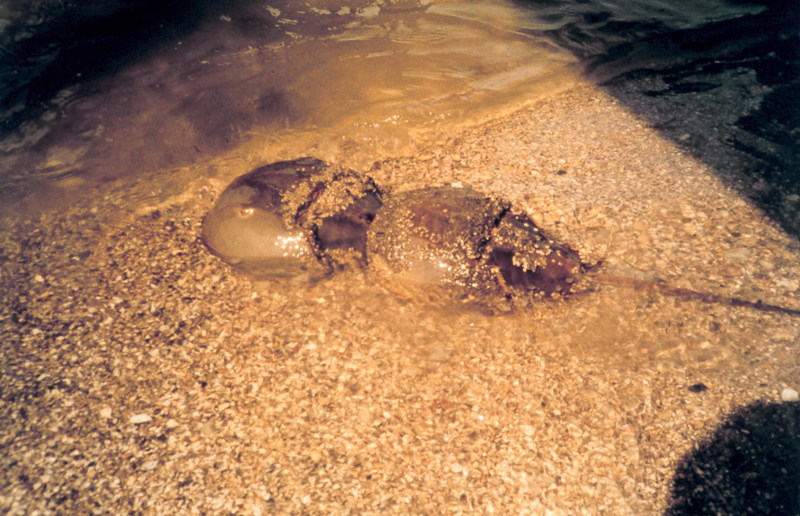 American Horseshoe Crab (Limulus polyphemus) {!--아메리카투구게-->; DISPLAY FULL IMAGE.