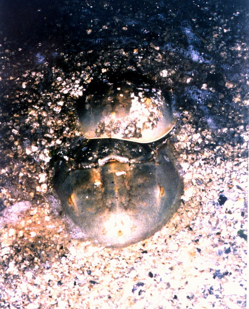 American Horseshoe Crab (Limulus polyphemus) {!--아메리카투구게-->; DISPLAY FULL IMAGE.