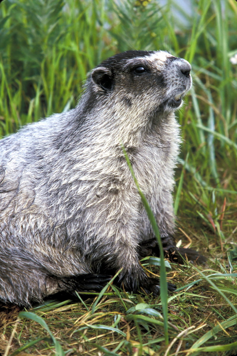 Marmot (Marmota sp.) {!--마못(마모트)-->; DISPLAY FULL IMAGE.