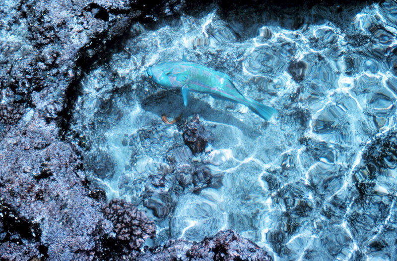 Stranded Parrotfish (Scaridae) {!--파랑비늘돔류-->; DISPLAY FULL IMAGE.