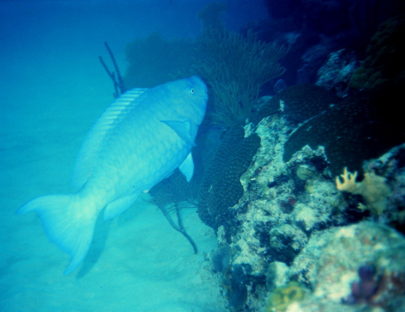 Parrotfish (Scaridae) {!--파랑비늘돔류-->; DISPLAY FULL IMAGE.