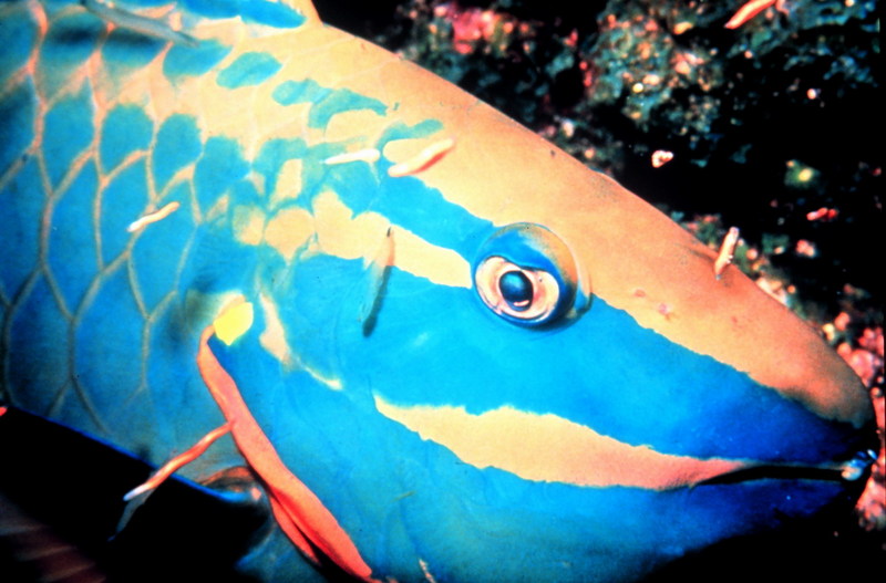 Spotlight Parrotfish (Sparisoma viride) {!--갑옷파랑비늘돔-->; DISPLAY FULL IMAGE.
