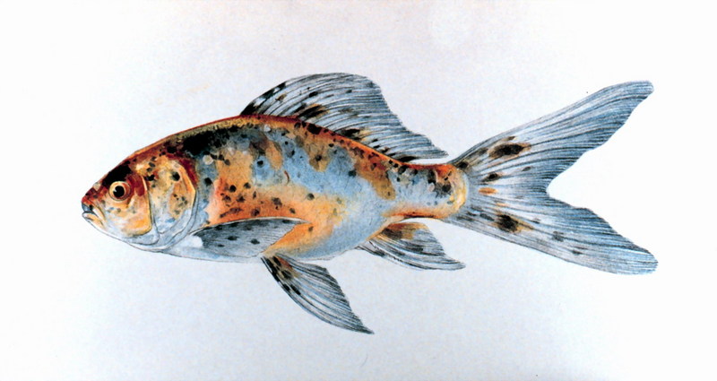 Goldfish (Carassius auratus auratus) {!--금붕어-->; DISPLAY FULL IMAGE.