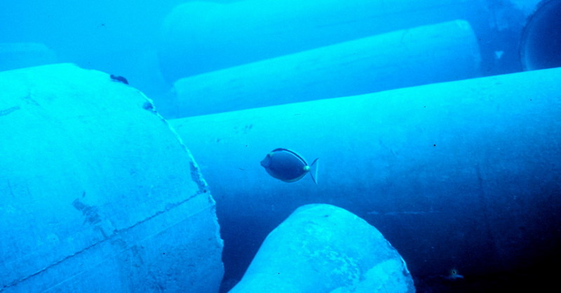 Eyestripe Surgeonfish (Acanthurus dussumieri) {!--눈썹양쥐돔-->; DISPLAY FULL IMAGE.