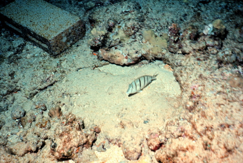 Convict Surgeonfish / Convict Tang (Acanthurus triostegus sandvicensis) {!--줄양쥐돔-->; DISPLAY FULL IMAGE.