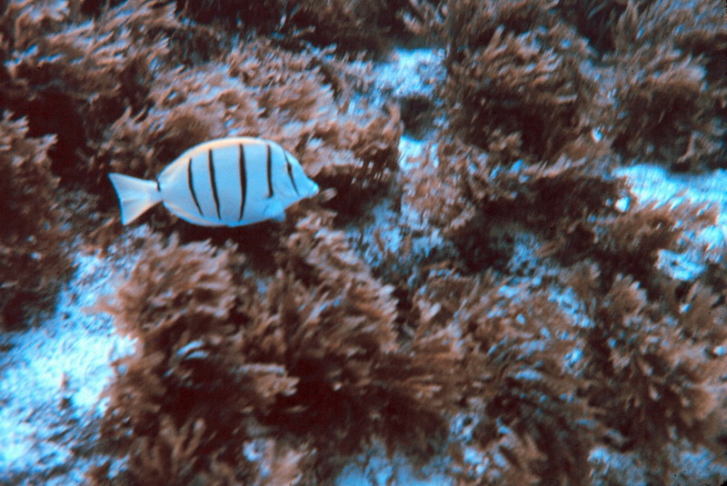 Convict Surgeonfish / Convict Tang (Acanthurus triostegus sandvicensis) {!--줄양쥐돔-->; DISPLAY FULL IMAGE.