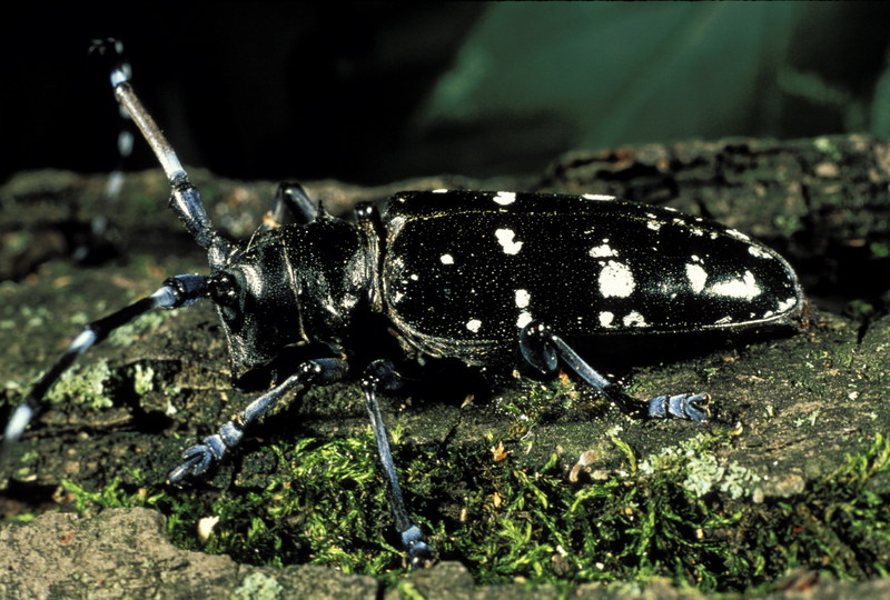 Asian Long-horned Beetle (Anoplophora glabripennis) {!--유리알락하늘소-->; DISPLAY FULL IMAGE.