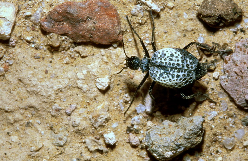 Unknown Beetle; DISPLAY FULL IMAGE.