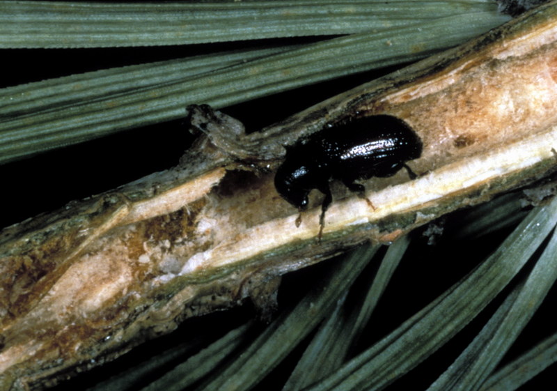 Common Pine Shoot Beetle (Tomicus piniperda) {!--소나무좀-->; DISPLAY FULL IMAGE.