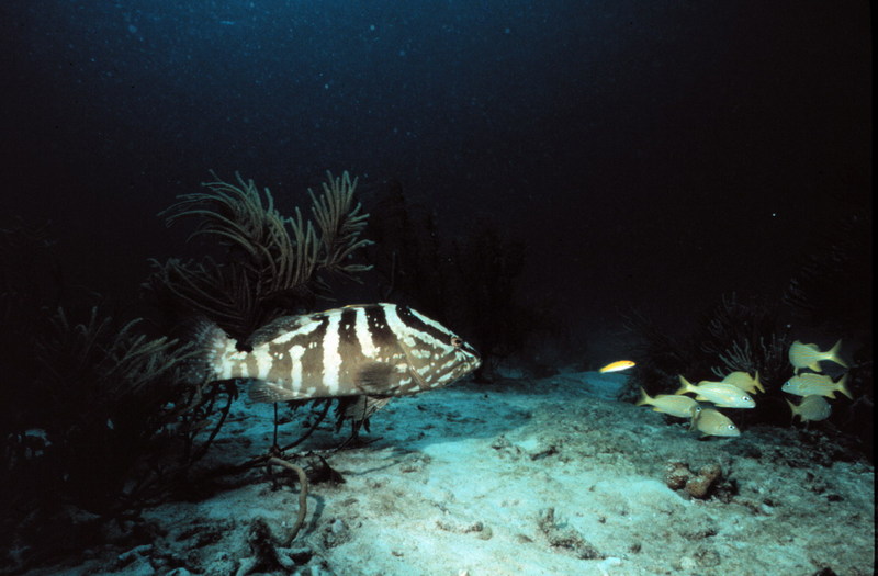 Nassau Grouper (Epinephelus itajara) {!--바리류-->; DISPLAY FULL IMAGE.