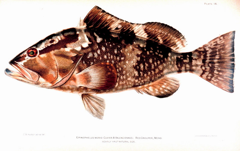 Red Grouper (Epinephelus morio) {!--바리류-->; DISPLAY FULL IMAGE.