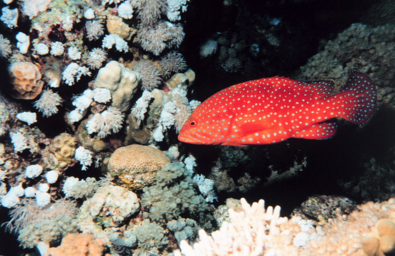 coral hind (Cephalopholis miniata); DISPLAY FULL IMAGE.