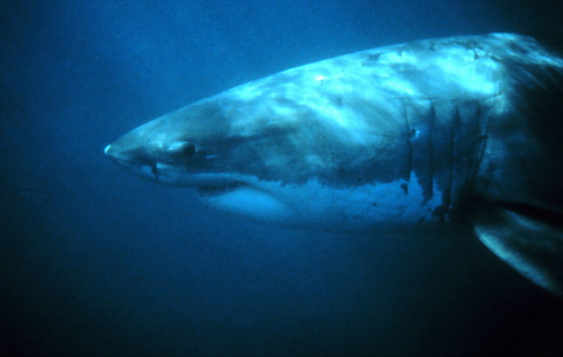 Great White Shark (Carcharodon carcharias) {!--백상어|백상아리-->; DISPLAY FULL IMAGE.