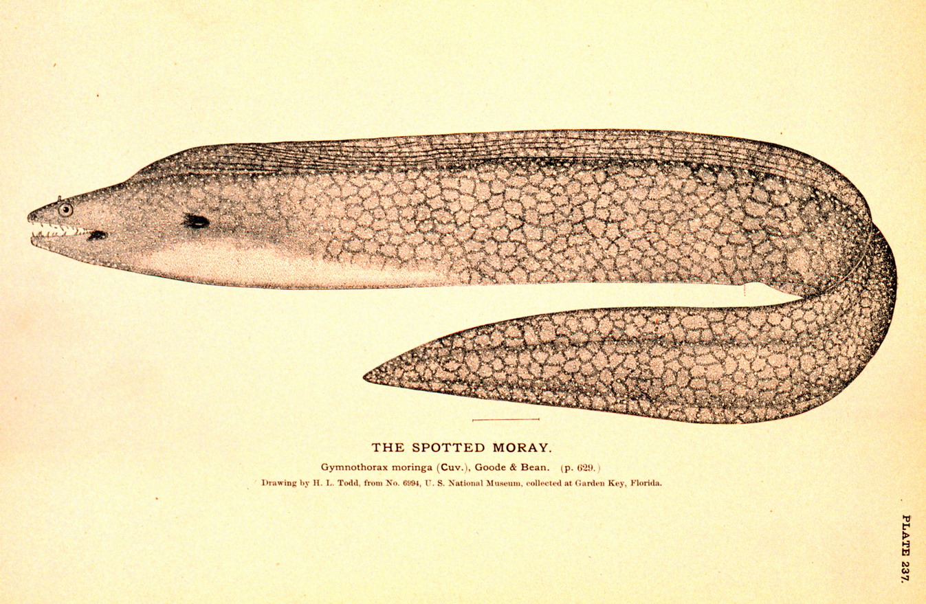 Spotted Moray Eel (Gymnothorax moringa) {!--점박이곰치-->; Image ONLY