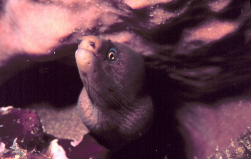 Mulatto Conger Moray Eel (Enchelycore nigricans) {!--뱀곰치-->; DISPLAY FULL IMAGE.