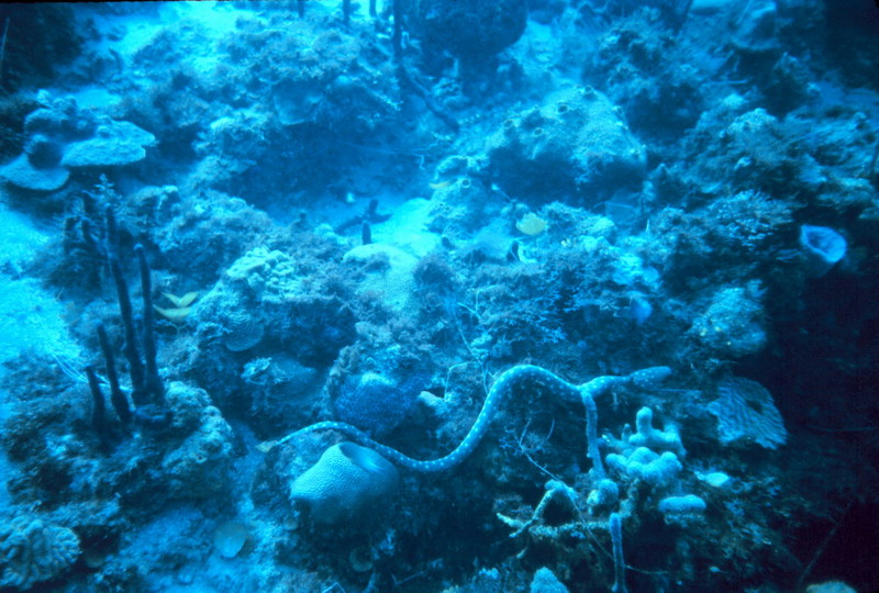 Snake Eel (Ophichthidae) {!--바다뱀류-->; DISPLAY FULL IMAGE.