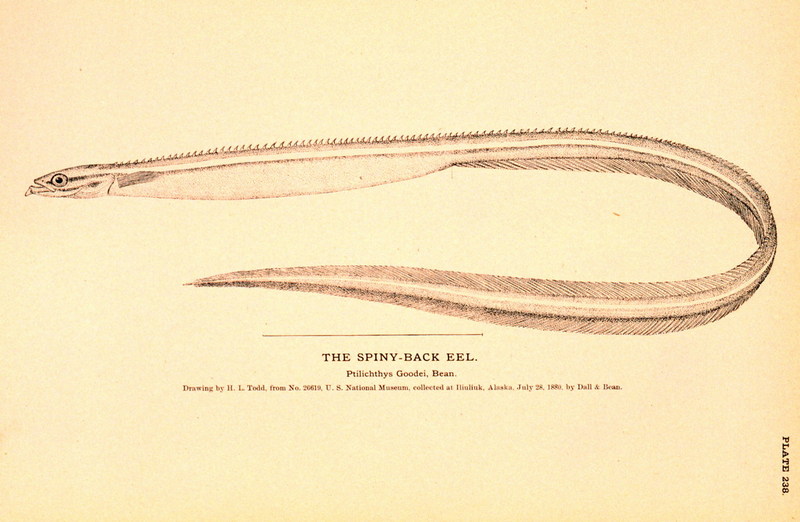 Quillfish (Ptilichthys goodei) {!--깃대장어-->; DISPLAY FULL IMAGE.