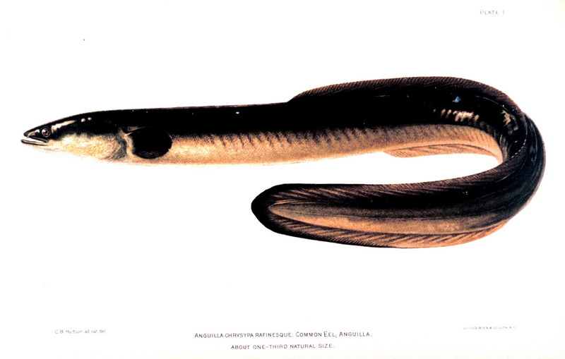 American Eel (Anguilla rostrata) {!--북아메리카뱀장어-->; DISPLAY FULL IMAGE.