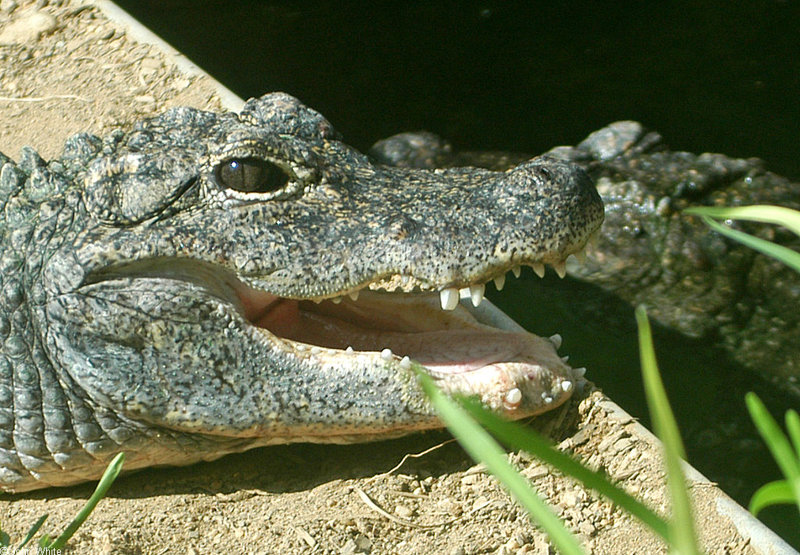 Chinese Alligator (Alligator sinensis); DISPLAY FULL IMAGE.