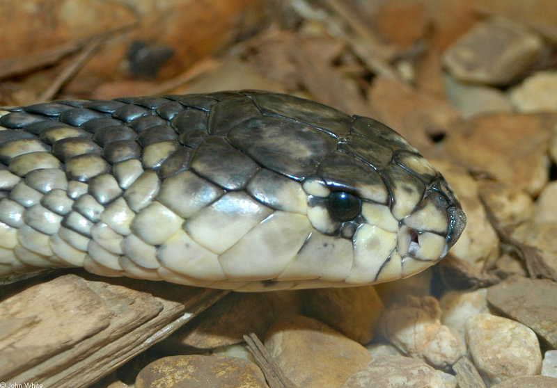 Snouted Cobra (Naja annulifera); DISPLAY FULL IMAGE.