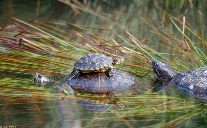 Turtles (Trachemys scripta spp.); DISPLAY FULL IMAGE.