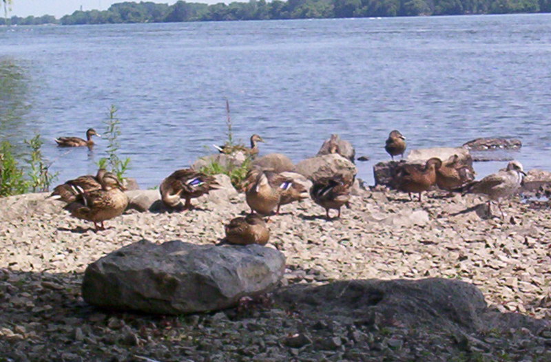 The ducks!; DISPLAY FULL IMAGE.