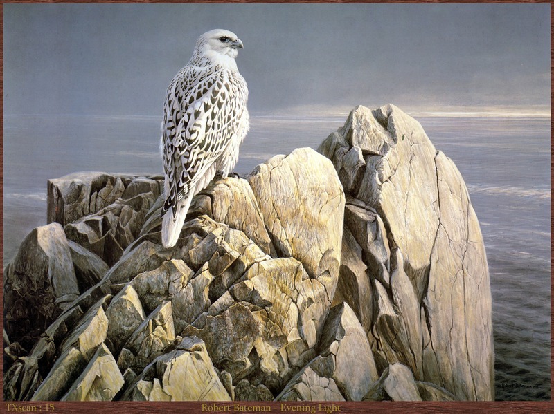 TXscan_15_Robert_Bateman-Evening_Light.jpg; DISPLAY FULL IMAGE.