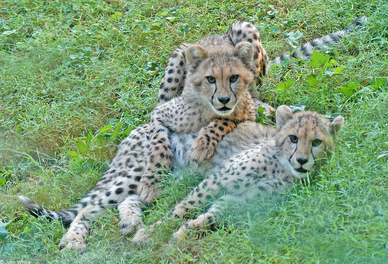 Cheetah Cubs (Acinocyx jubatus); DISPLAY FULL IMAGE.