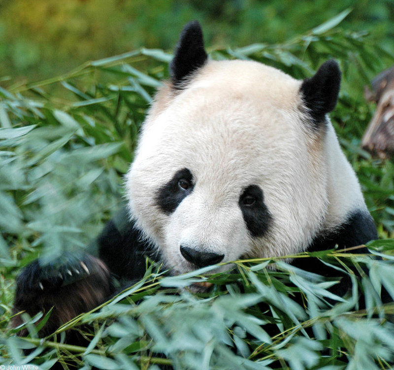 Giant Panda (Ailuropoda melanoleuca); DISPLAY FULL IMAGE.